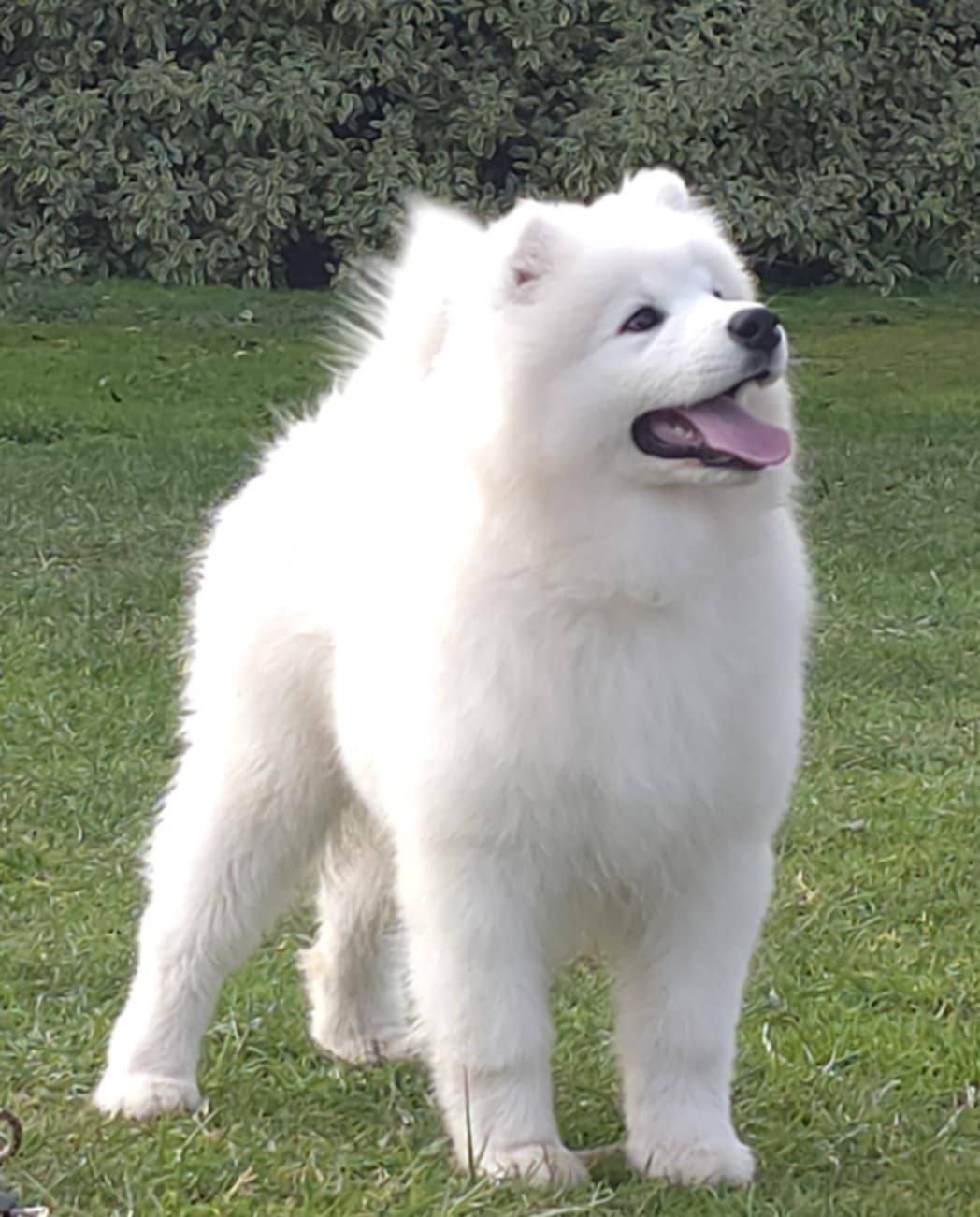 Paddy_8_weeks_old